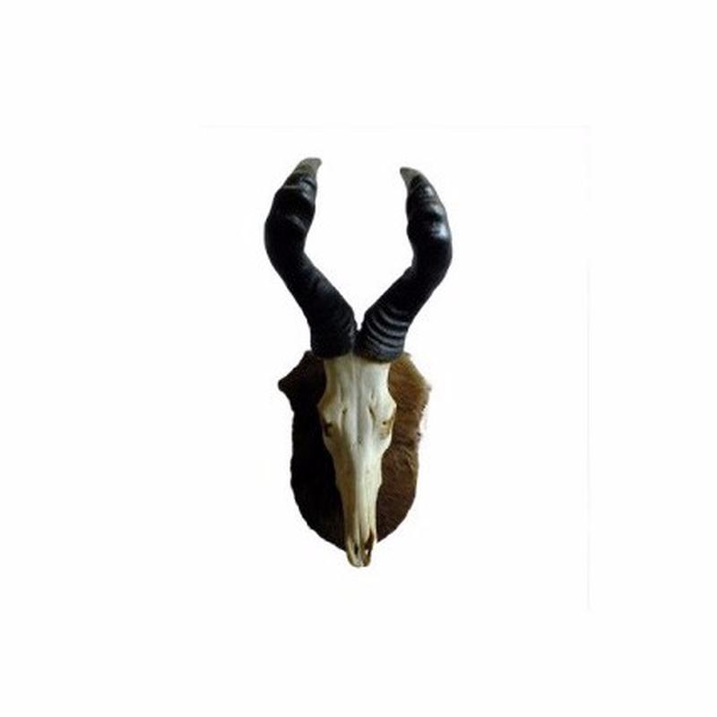 Red Hartebeest Skull P1
