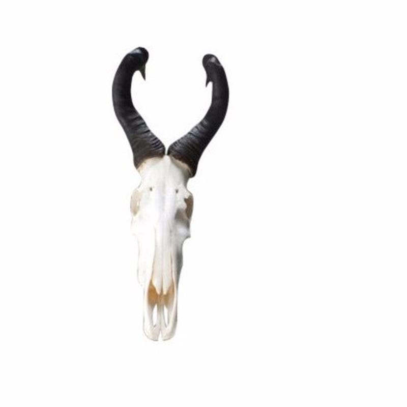 Red Hartebeest Skull P2