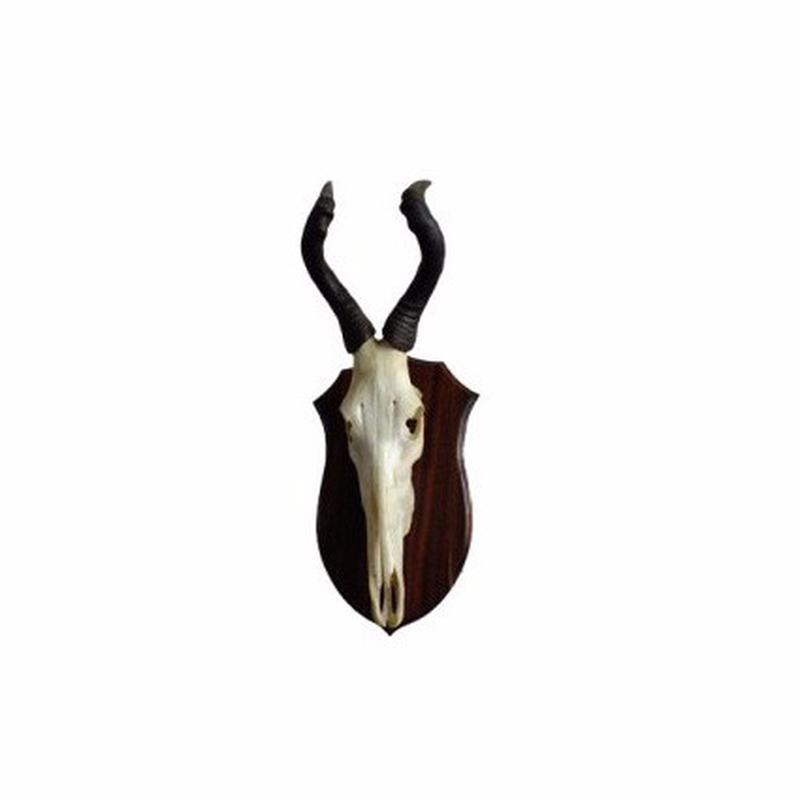 Red Hartebeest Skull P3