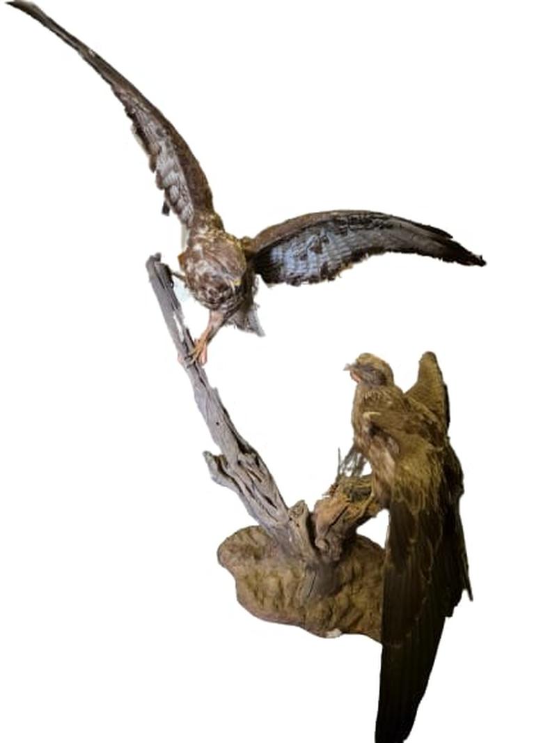 Red Tailed Hawks - Image 2
