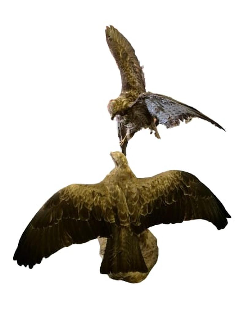 Red Tailed Hawks - Image 3