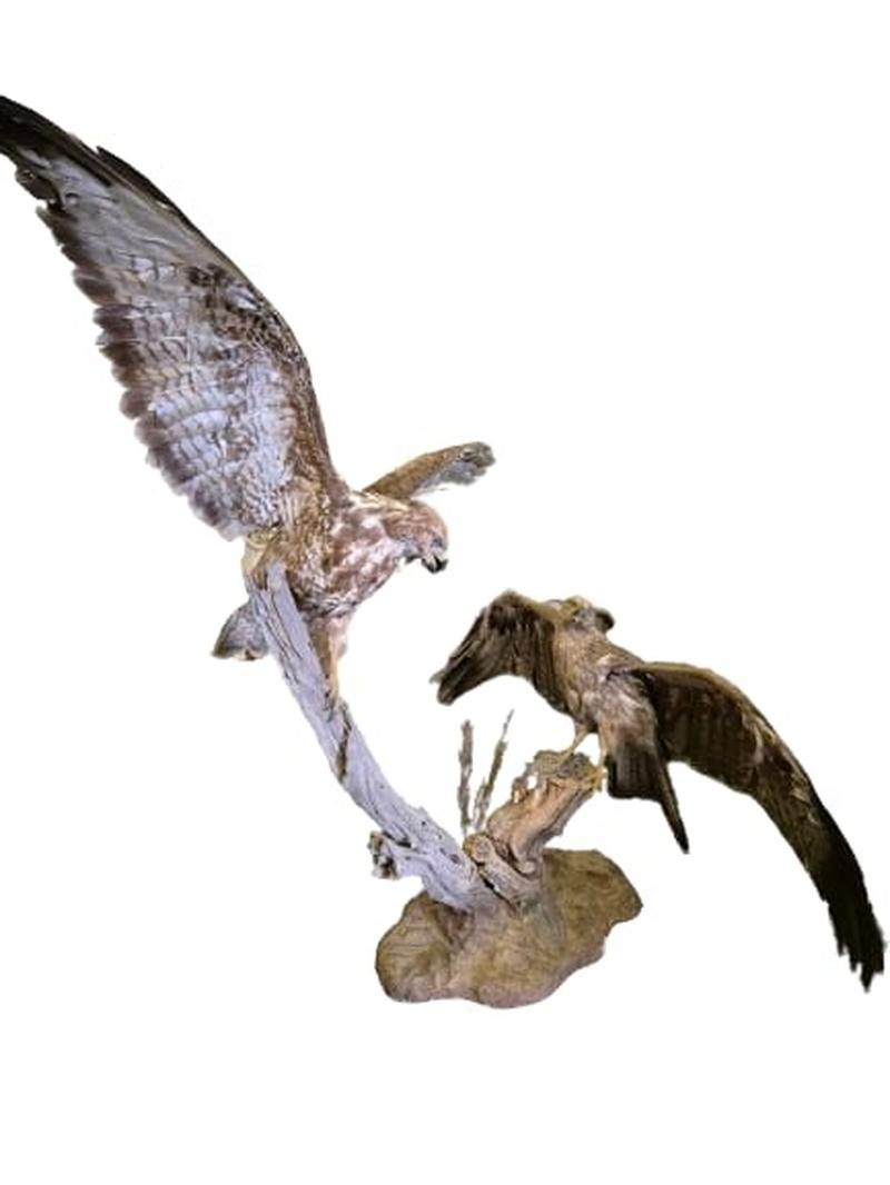 Red Tailed Hawks