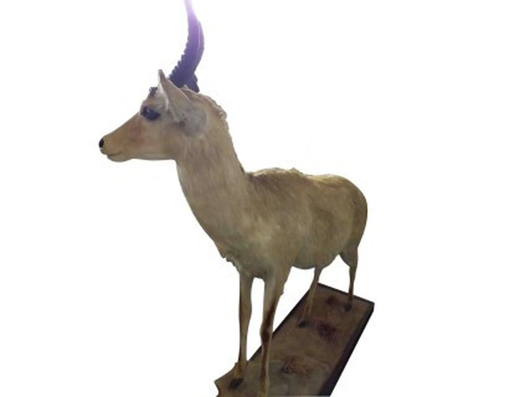 Common Reedbuck Full Mount RB01 - Image 2