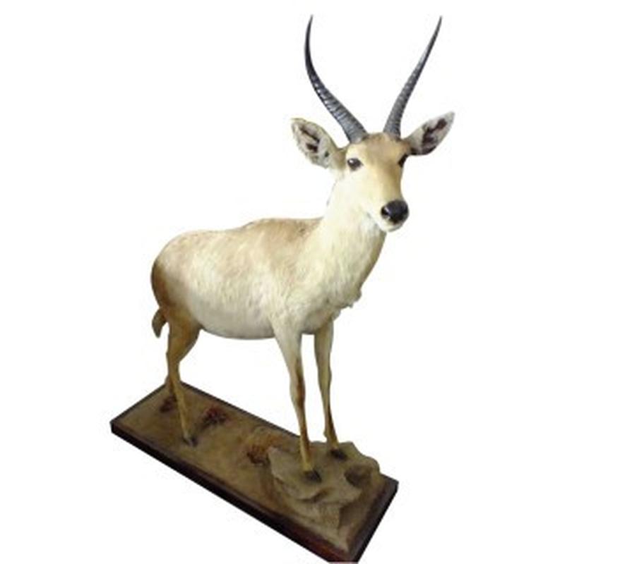 Common Reedbuck Full Mount RB01