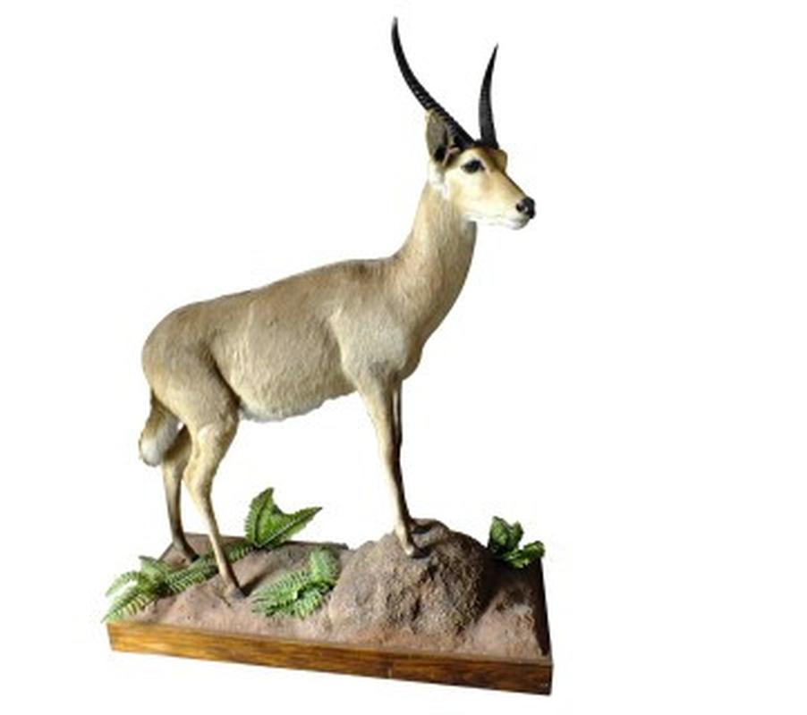 Reedbuck Full Mount RB02 - Image 2
