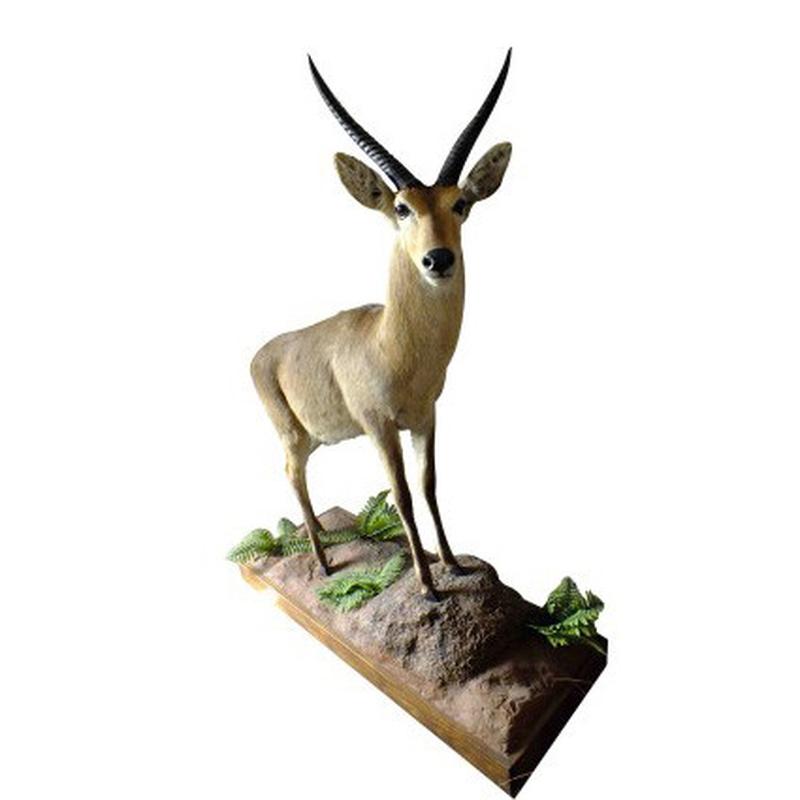 Reedbuck Full Mount RB02