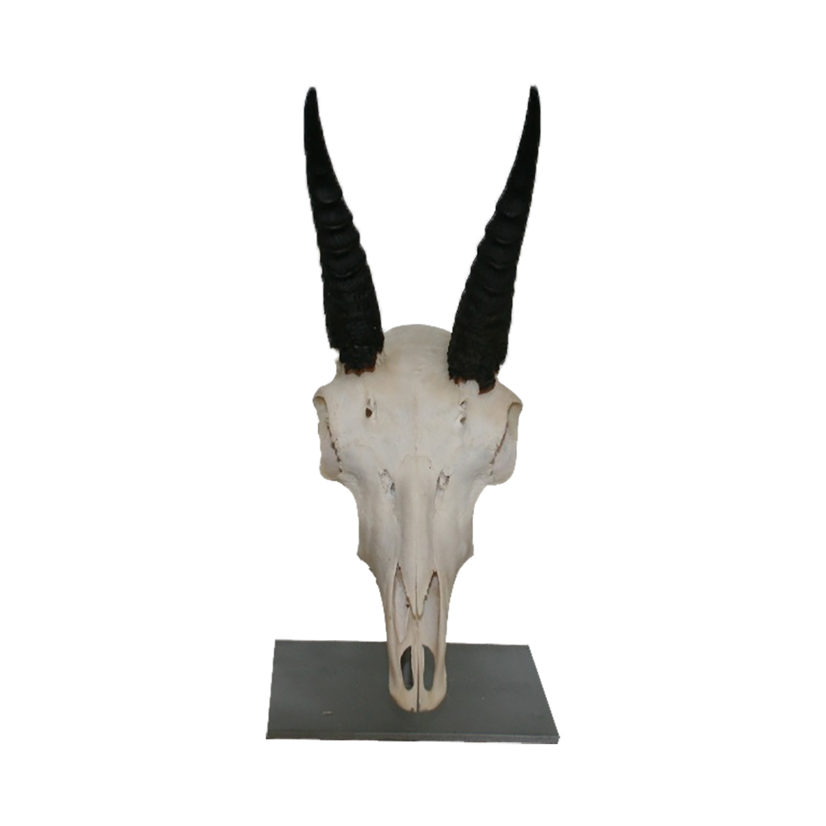 REEDBUCK SKULL ON METAL BASE