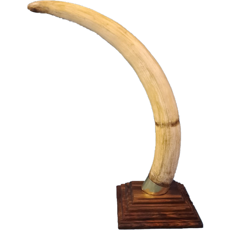 Replica Elephant Tusk Mounts - RETM 101 - Image 4