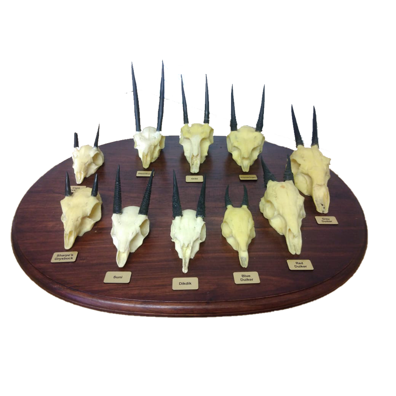 Replica Skulls Plate - RSP 100 - Image 2