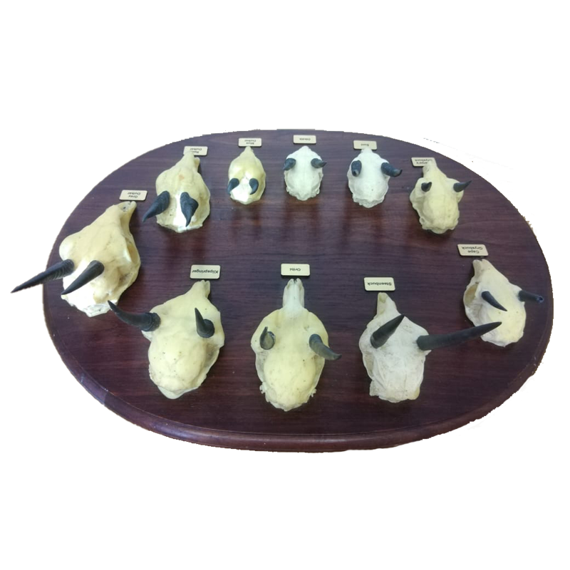 Replica Skulls Plate - RSP 100 - Image 3