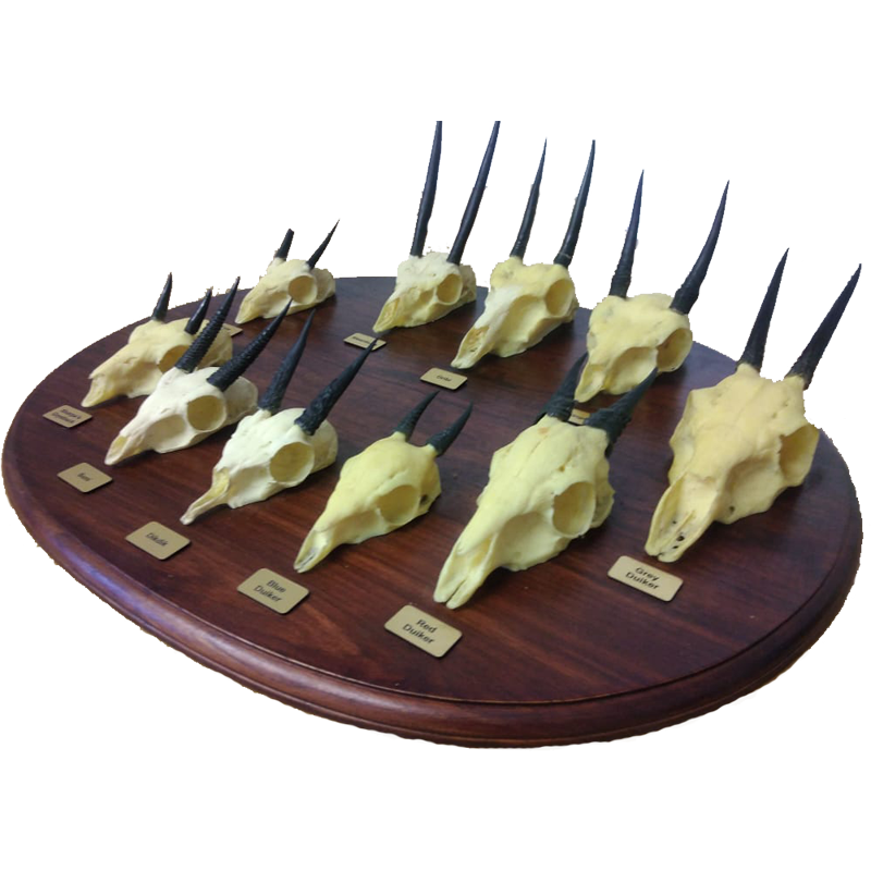 Replica Skulls Plate - RSP 100 - Image 4
