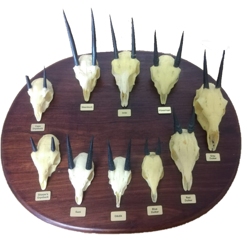 Replica Skulls Plate - RSP 100