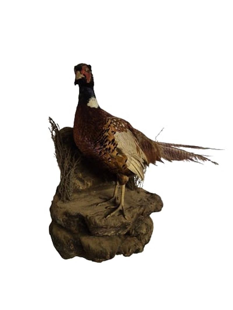 Ring - Necked Pheasant - Image 2