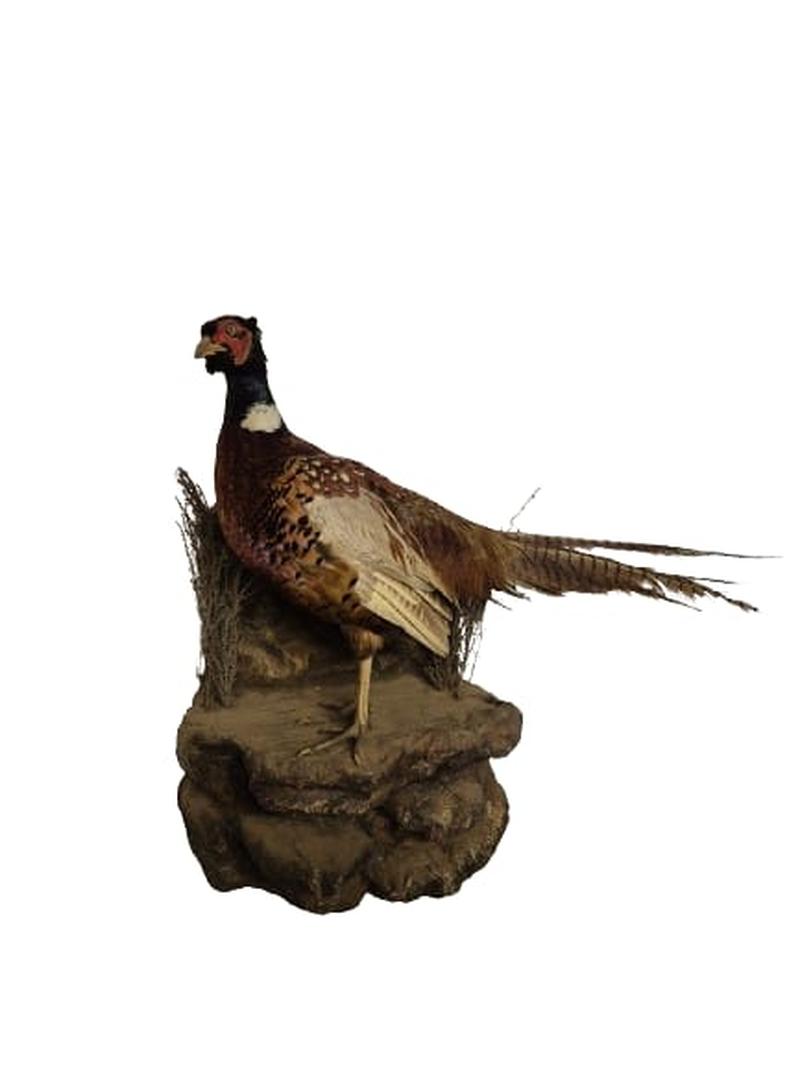 Ring - Necked Pheasant - Image 3