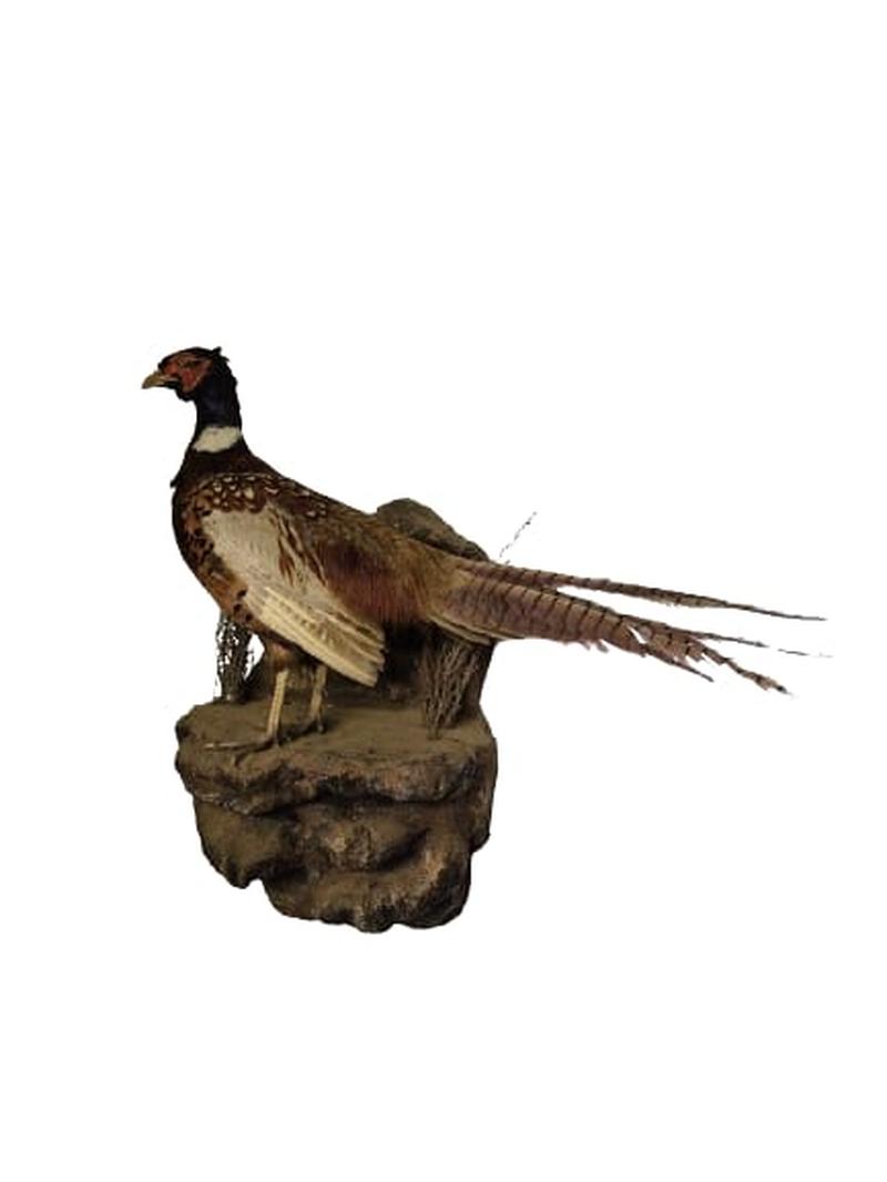Ring - Necked Pheasant - Image 4