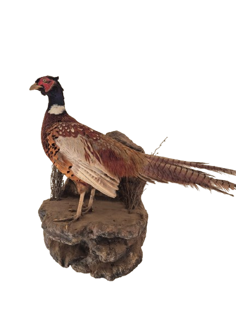 Ring - Necked Pheasant