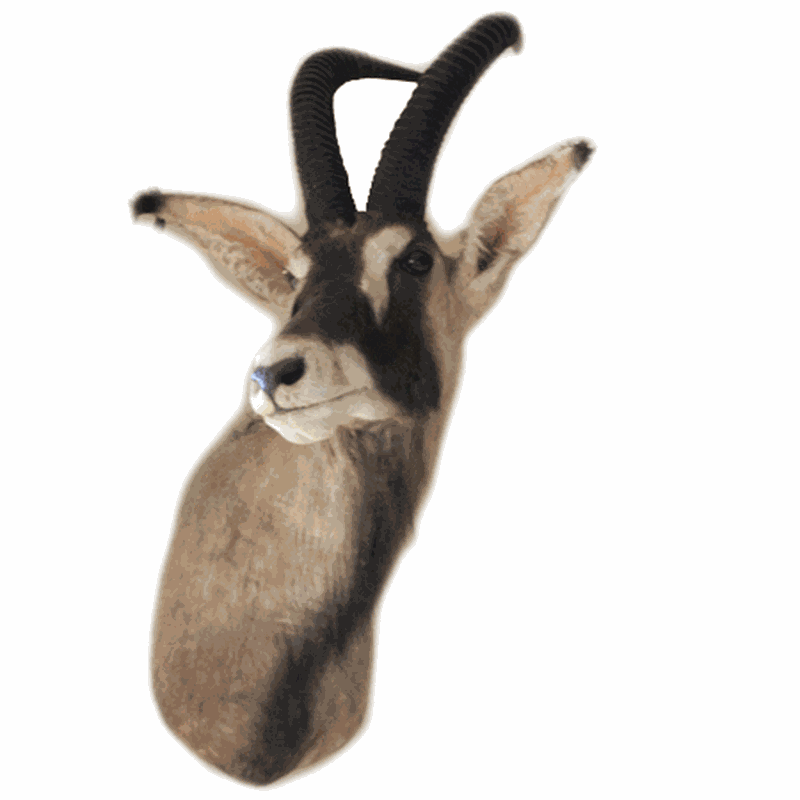 Roan Shoulder Mount RSM1 - Image 2