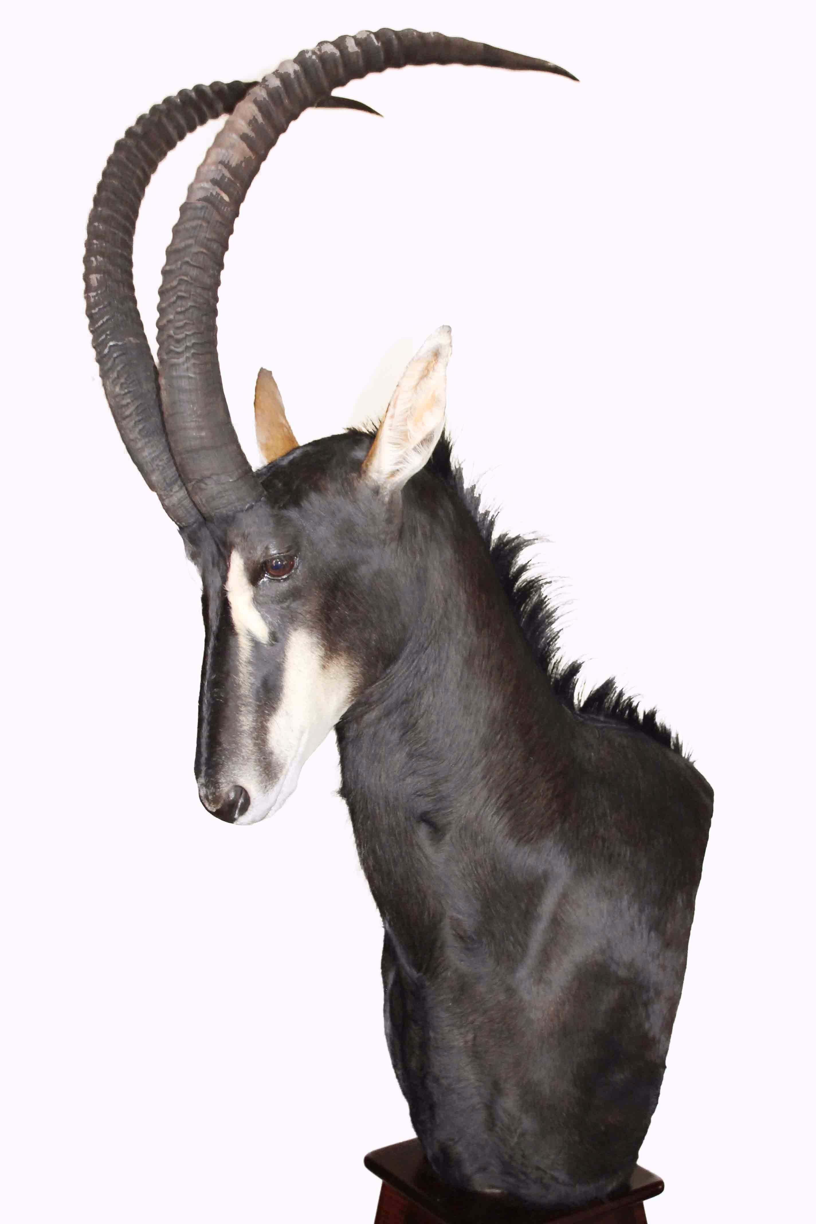 Sable Antelope Pedestal Mount SA1 - Image 4