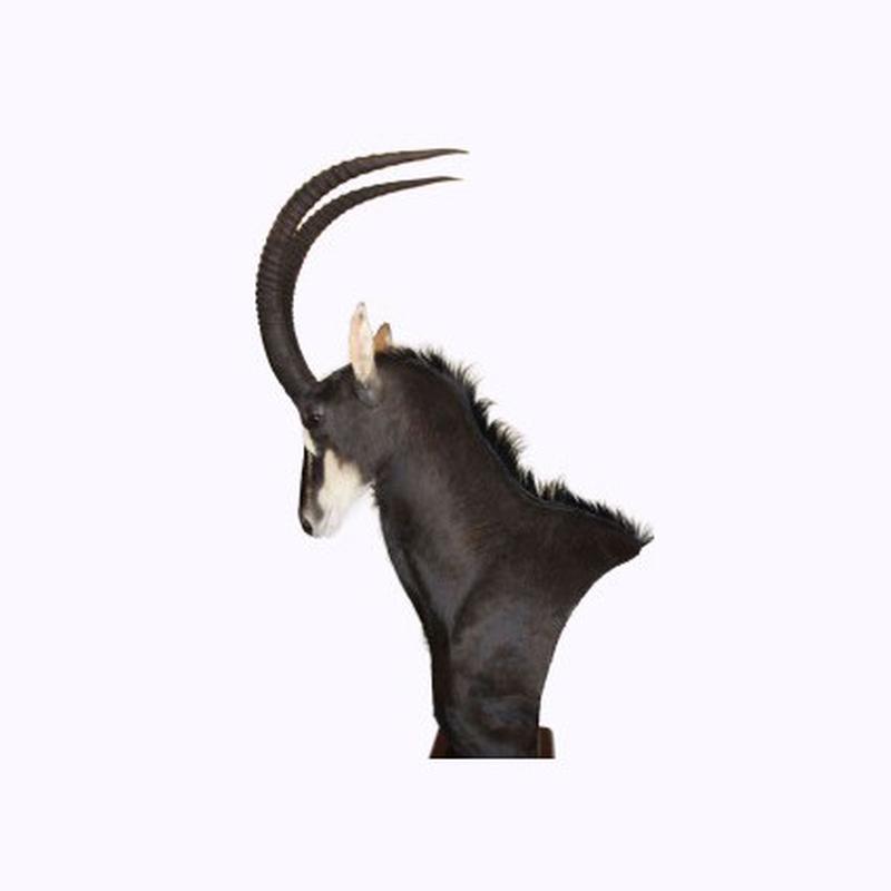Sable Antelope Pedestal Mount SA1