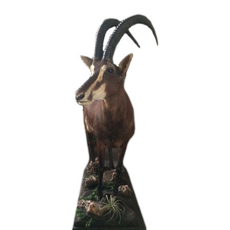 Sable Full Mount SFM1 - Image 2