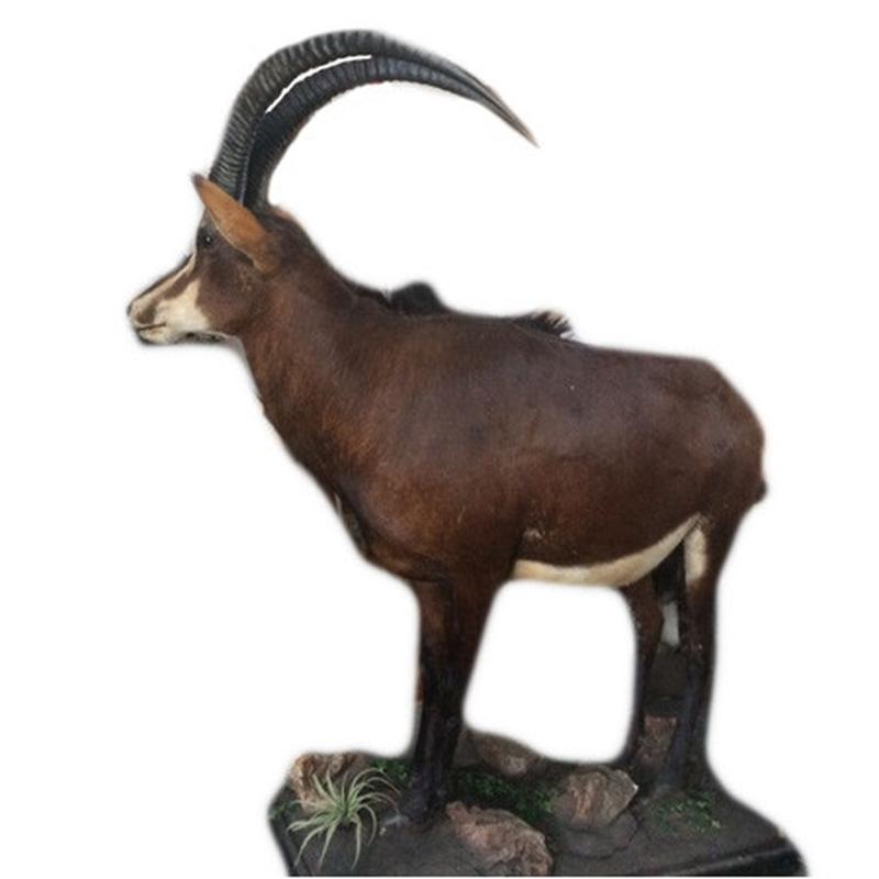 Sable Full Mount SFM1 - Image 3