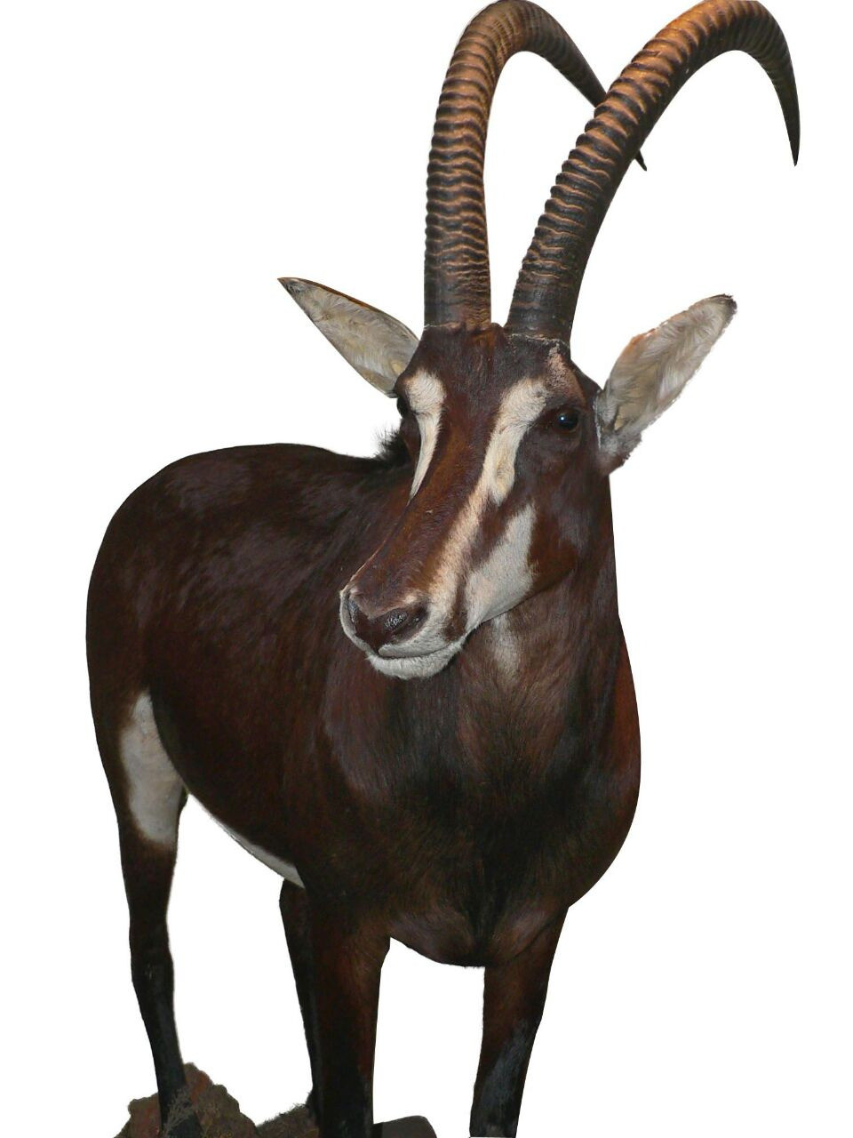 Sable Full Mount SFM1 - Image 4