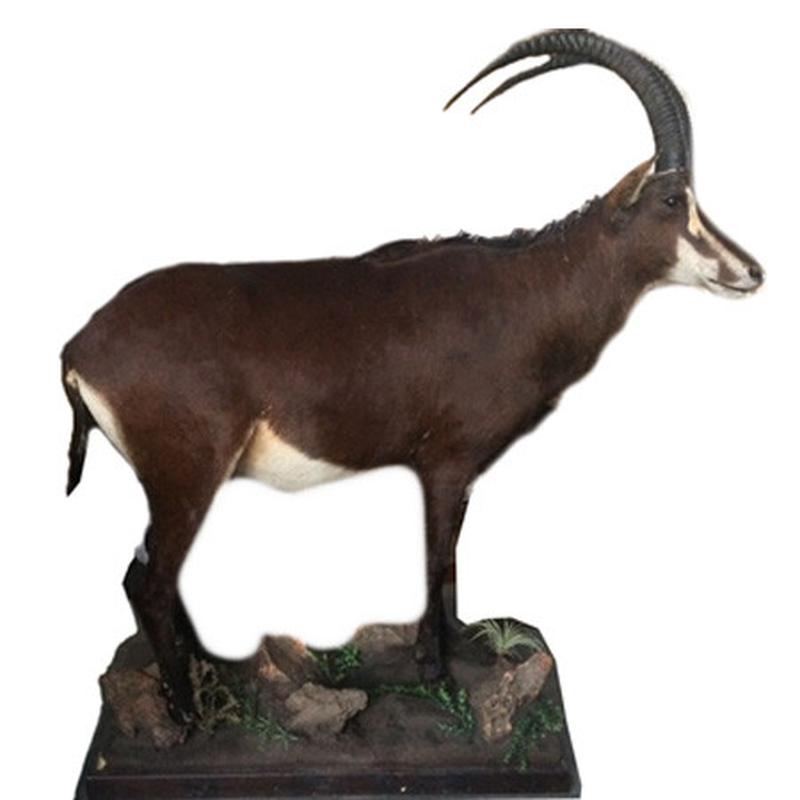 Sable Full Mount SFM1