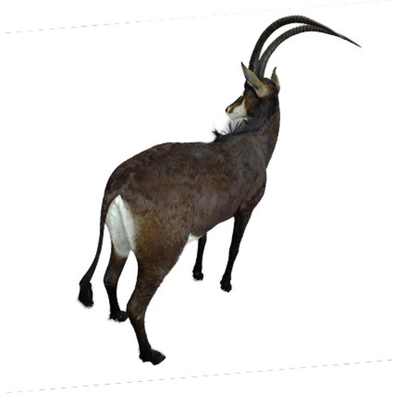Sable Full Mount SFM1 - Image 2