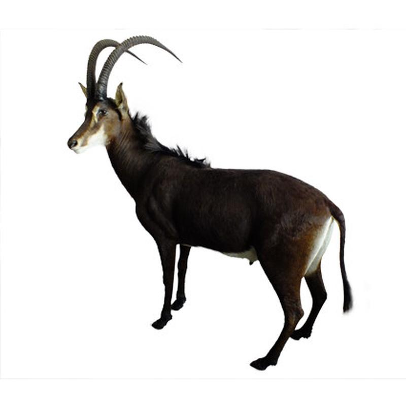 Sable Full Mount SFM1 - Image 3