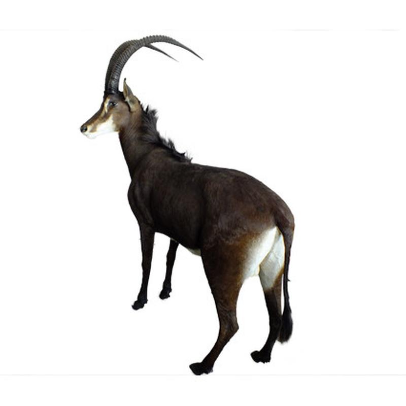 Sable Full Mount SFM1 - Image 4