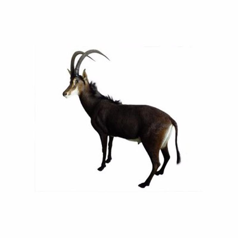 Sable Full Mount SFM1