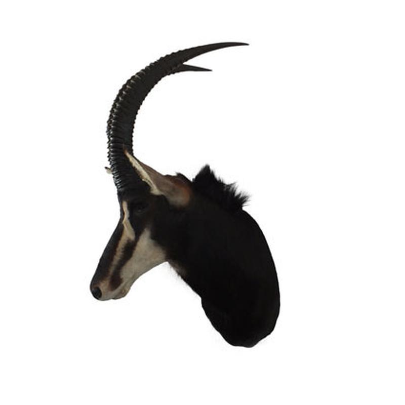 Sable Shoulder Mount S01 - Image 5