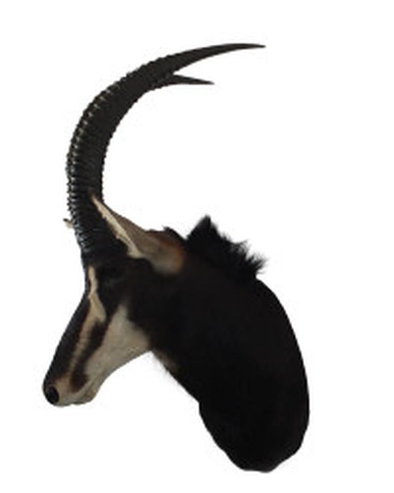 Sable Shoulder Mount S01 - Image 7