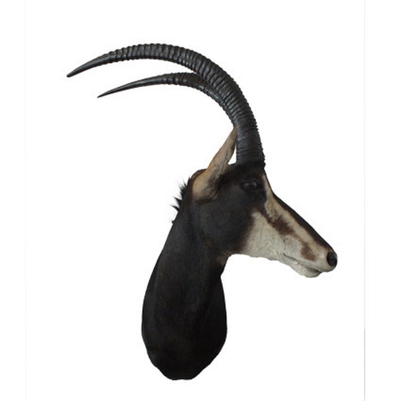 Sable Shoulder Mount S02 - Image 2