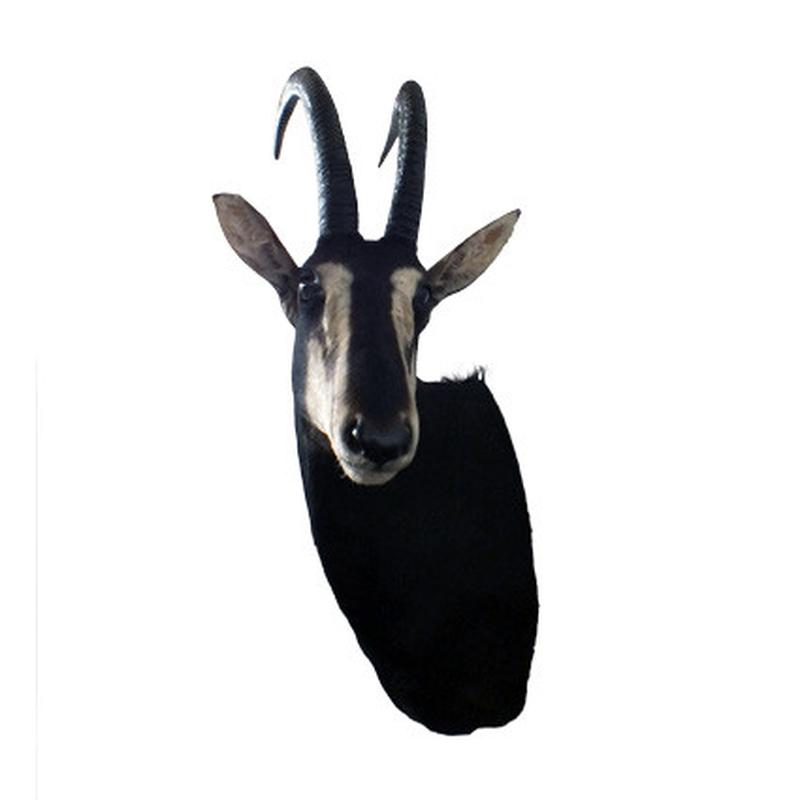 Sable Shoulder Mount S02