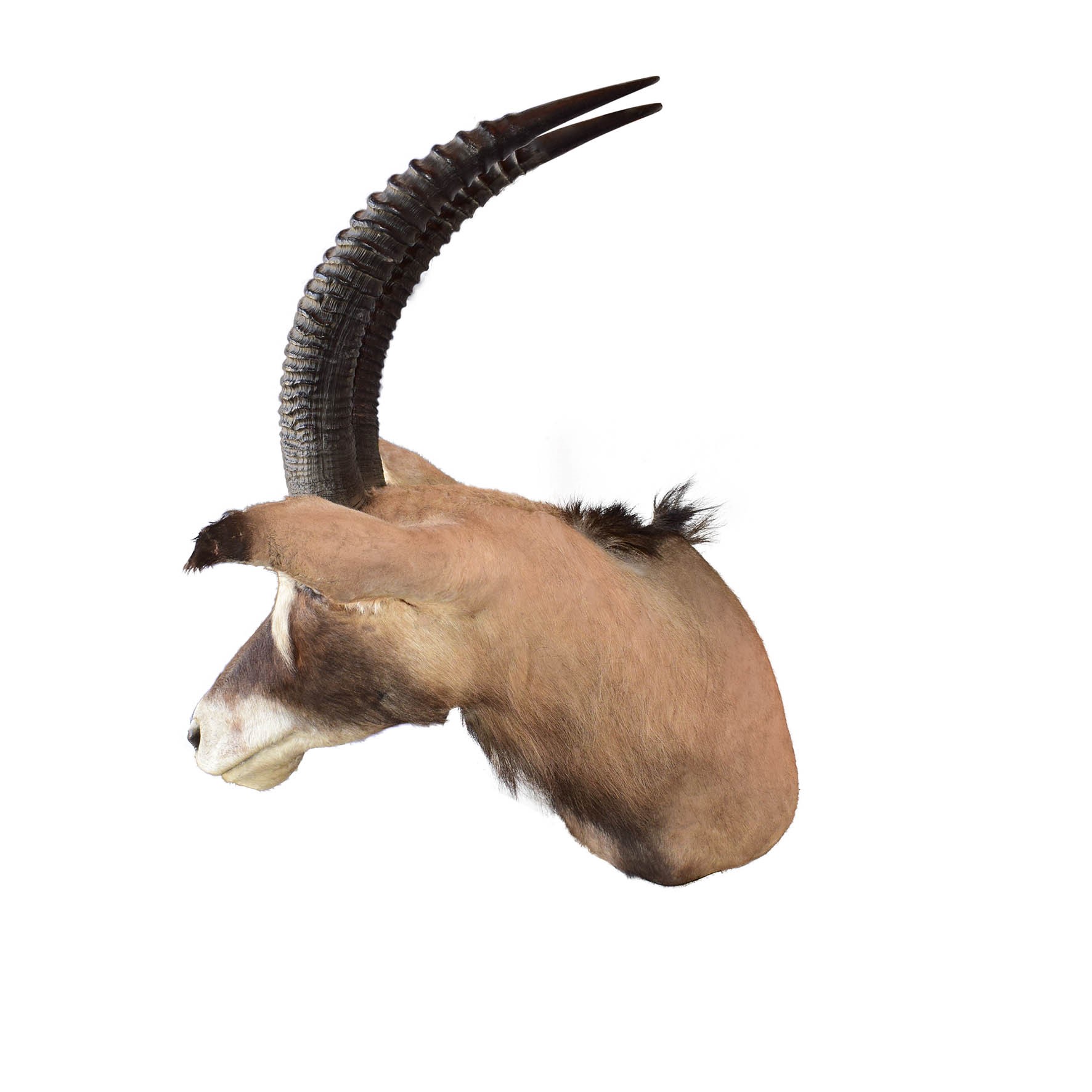 Roan Antelope Shoulder Mount SSM231 - Image 2