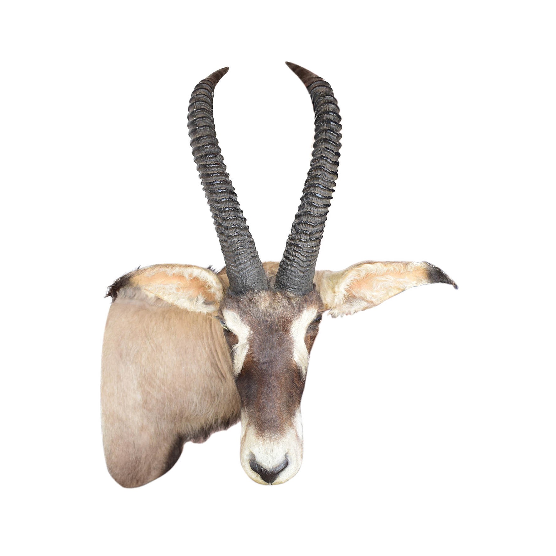 Roan Antelope Shoulder Mount SSM231