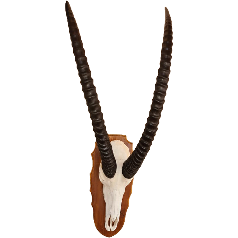 Sable Skull Mount - SSM100 - Image 2