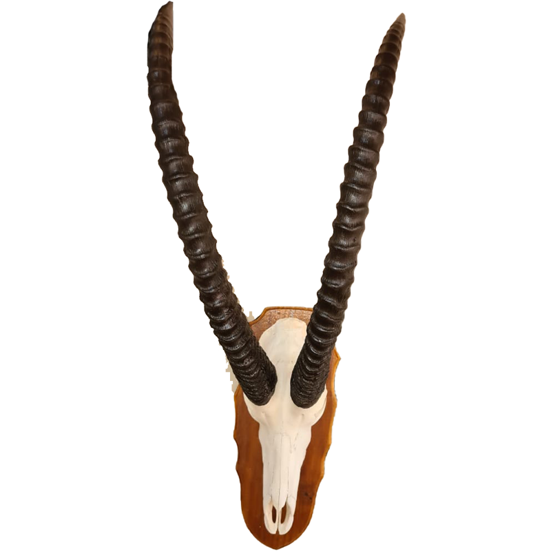 Sable Skull Mount - SSM100 - Image 3