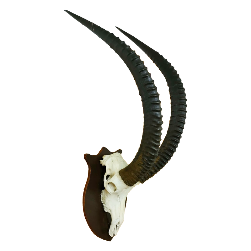 Sable Skull Mount - SSM110