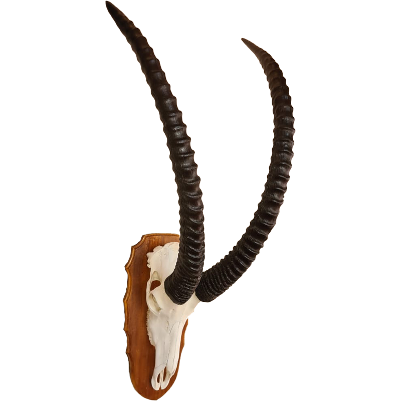 Sable Skull Mount - SSM100