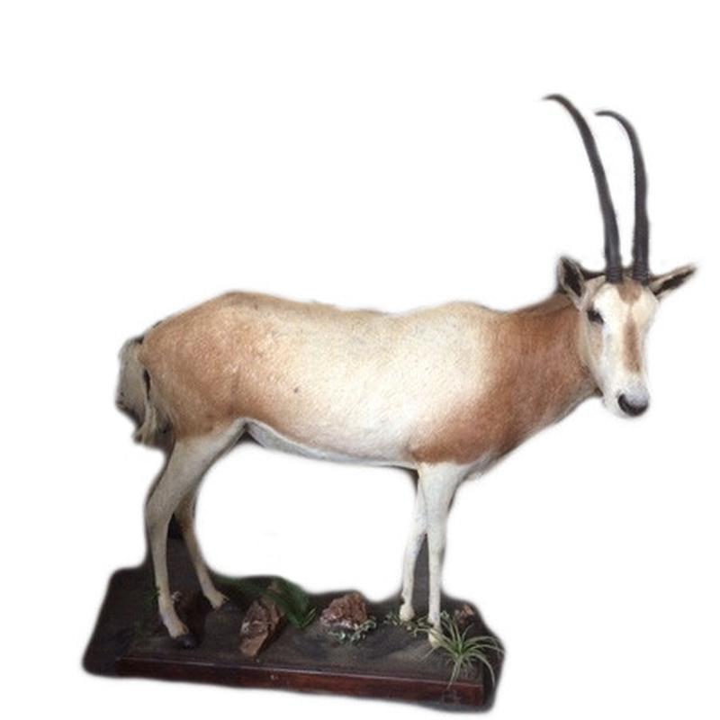 Scimitar Oryx Full Mount SOF1