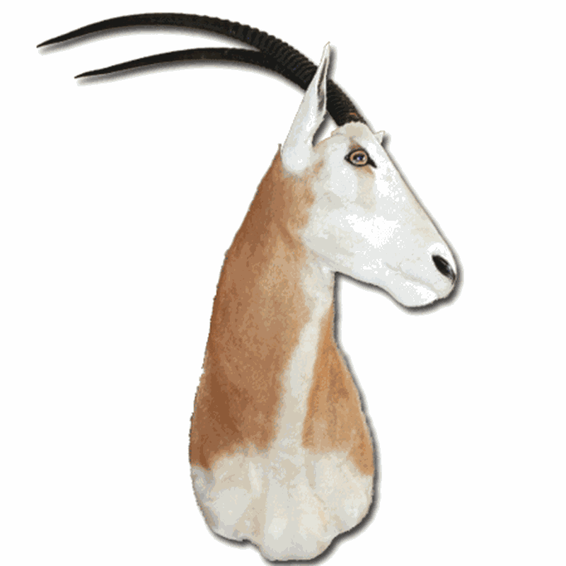 Scimitar Oryx Shoulder Mount SOS1