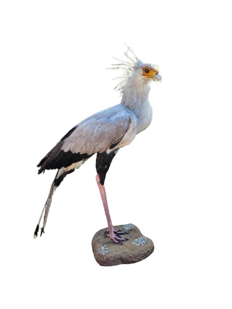 Secretary Bird