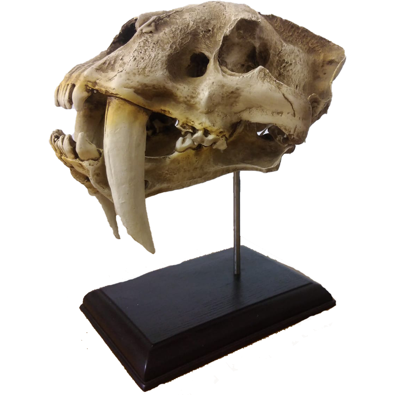 Replica Serbian Tiger Skull - RSTS 100 - Image 2
