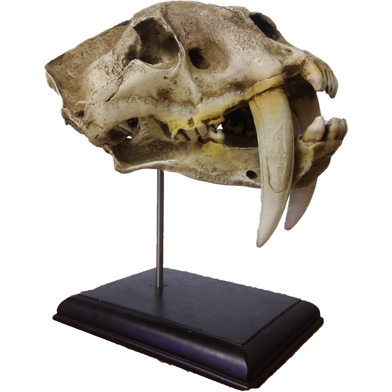Replica Serbian Tiger Skull - RSTS 100 - Image 3