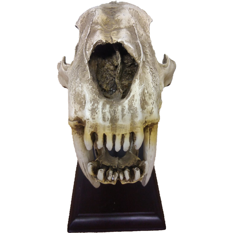 Replica Serbian Tiger Skull - RSTS 100 - Image 4