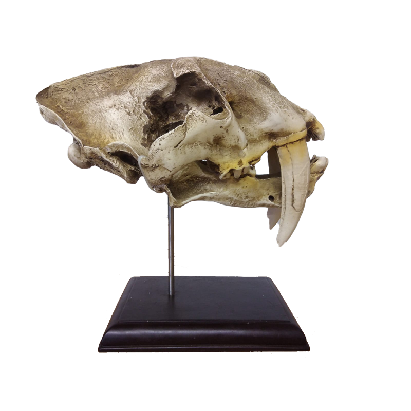 Replica Serbian Tiger Skull - RSTS 100 - Image 5