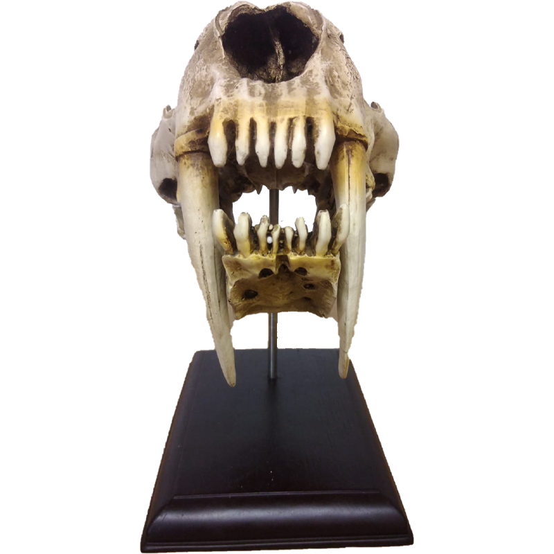 Replica Serbian Tiger Skull - RSTS 100 - Image 6
