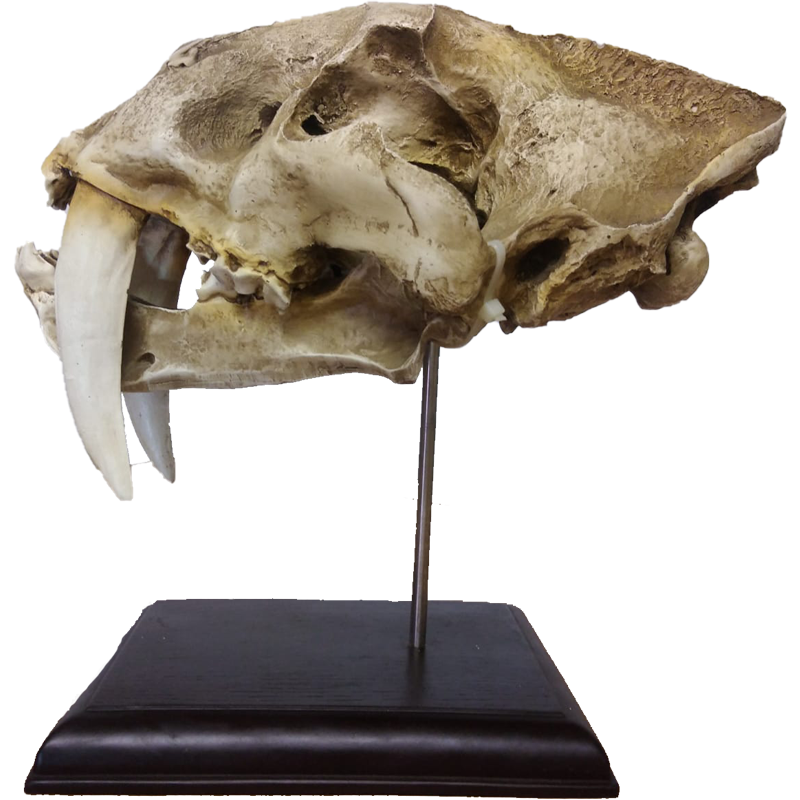 Replica Serbian Tiger Skull - RSTS 100